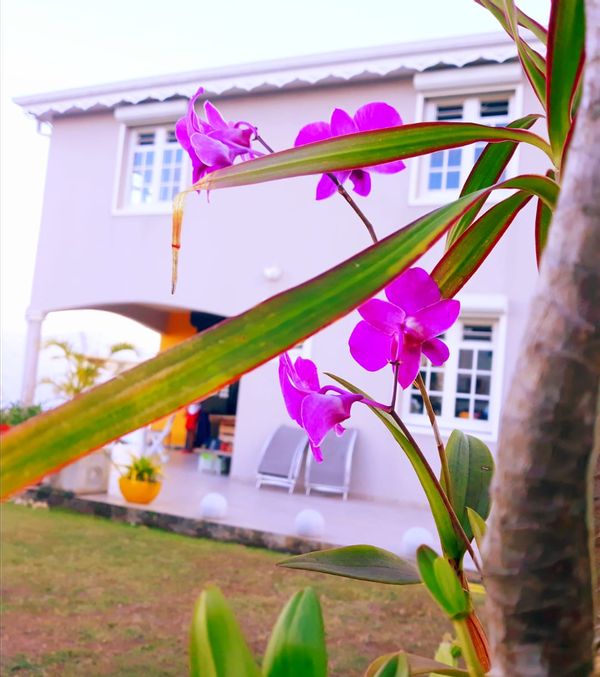 La maison de Flomilo à Rivière Salée, Martinique